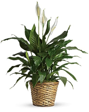 Peace Lilly